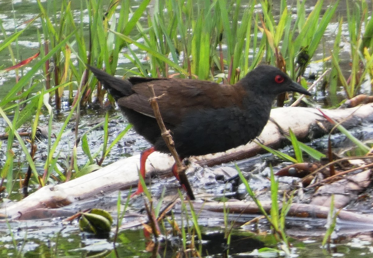 Polluela de Tongatapu - ML647693692