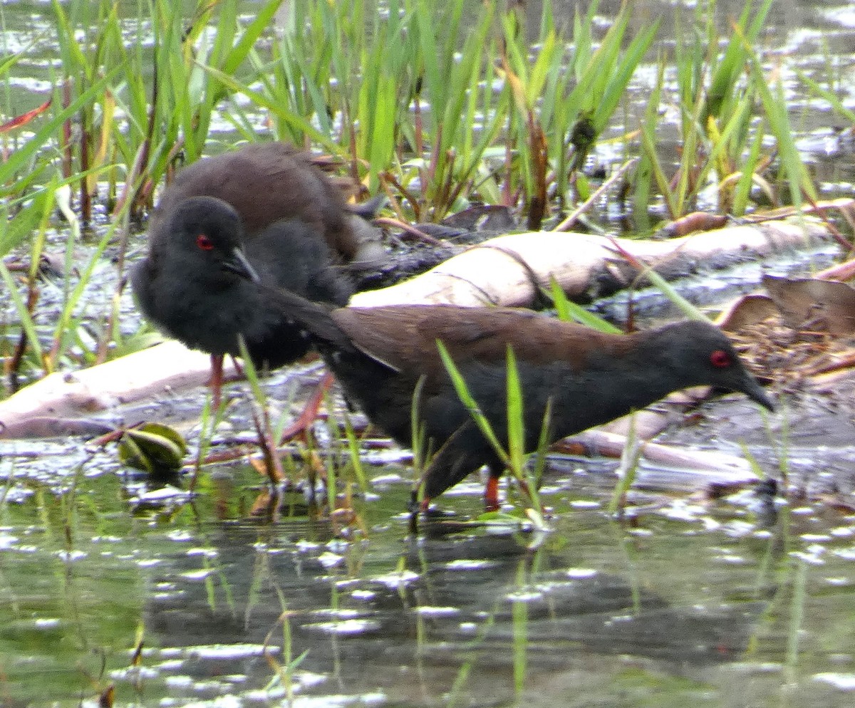 Polluela de Tongatapu - ML647693693