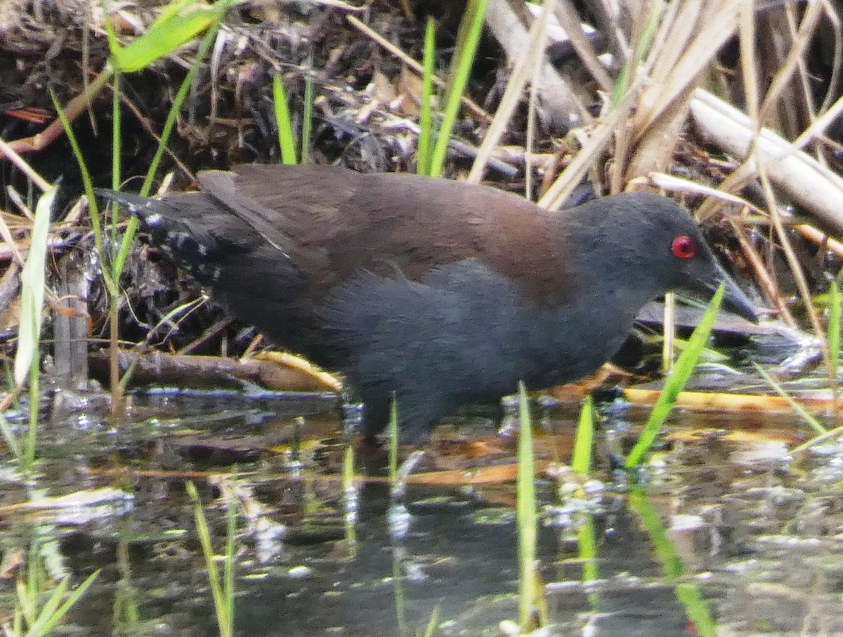 Polluela de Tongatapu - ML647693695