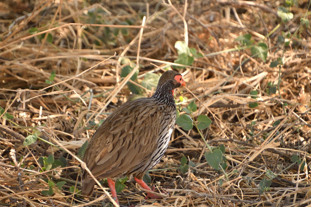 Francolín Gorjirrojo - ML647693696