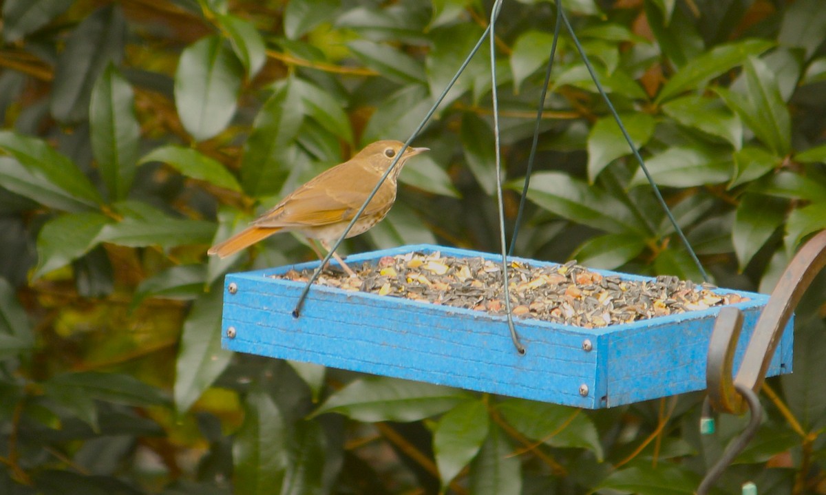 Zorzalito Colirrufo - ML647693697