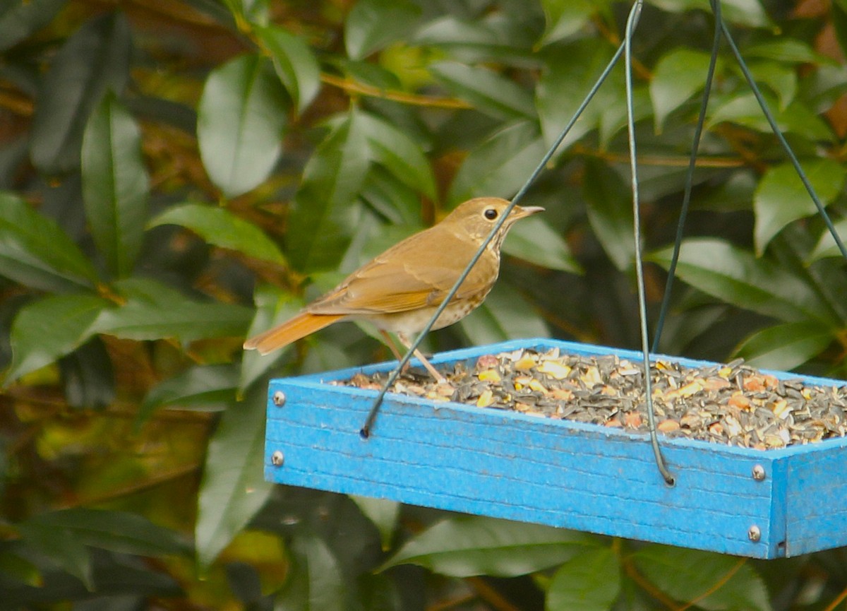 Zorzalito Colirrufo - ML647693698