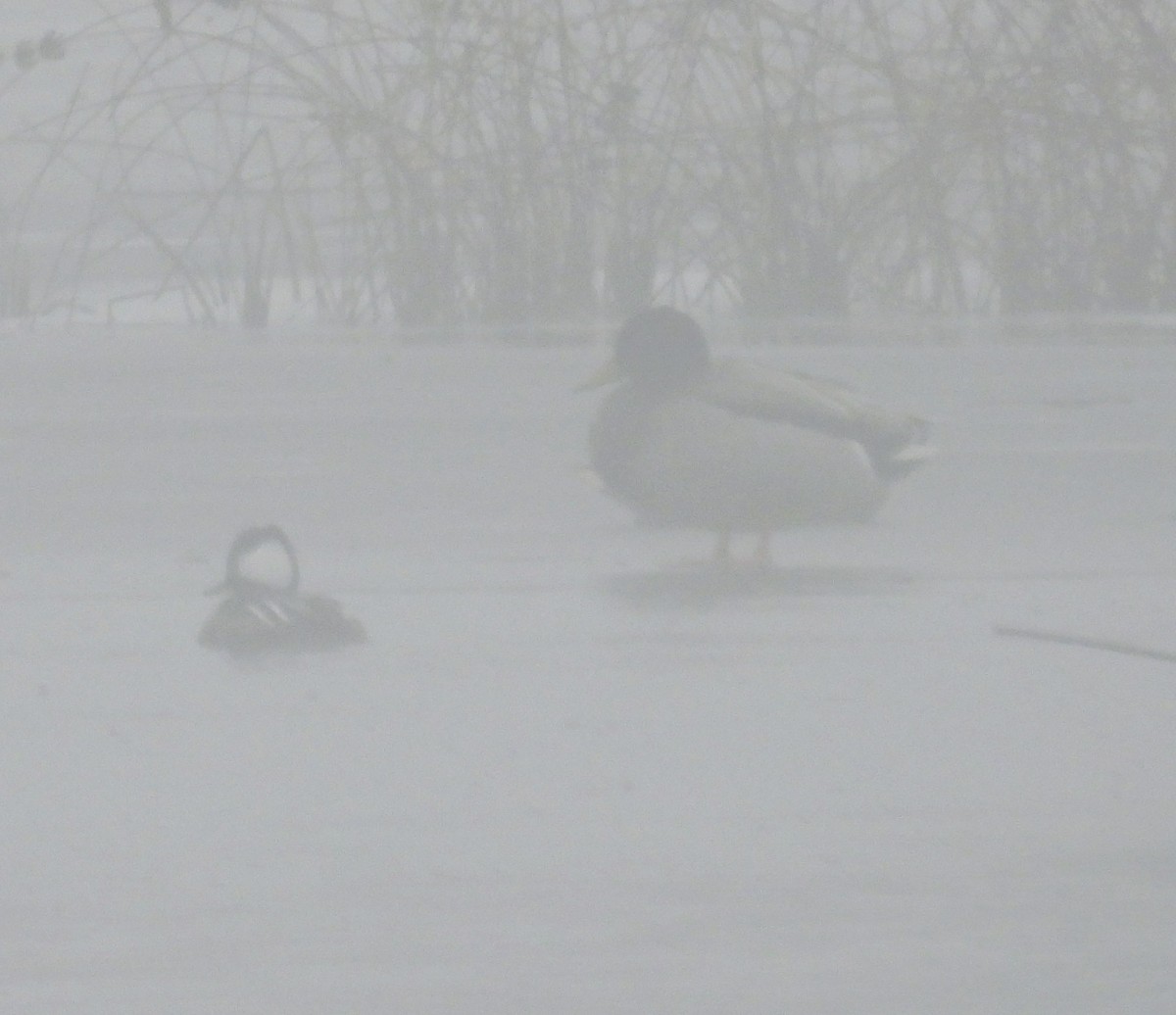 Serreta Capuchona - ML647693699