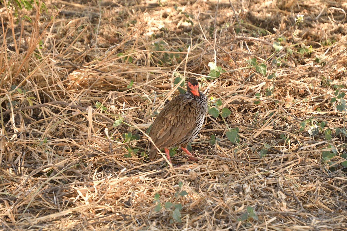 Francolín Gorjirrojo - ML647693702