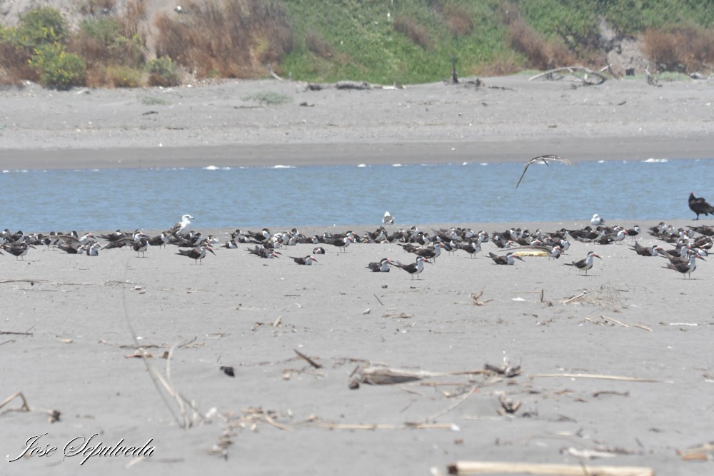 Rayador Americano - ML647693703