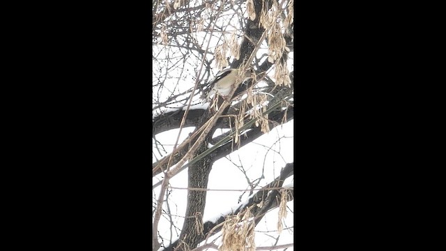 Evening Grosbeak (Eastern or type 3) - ML647693729