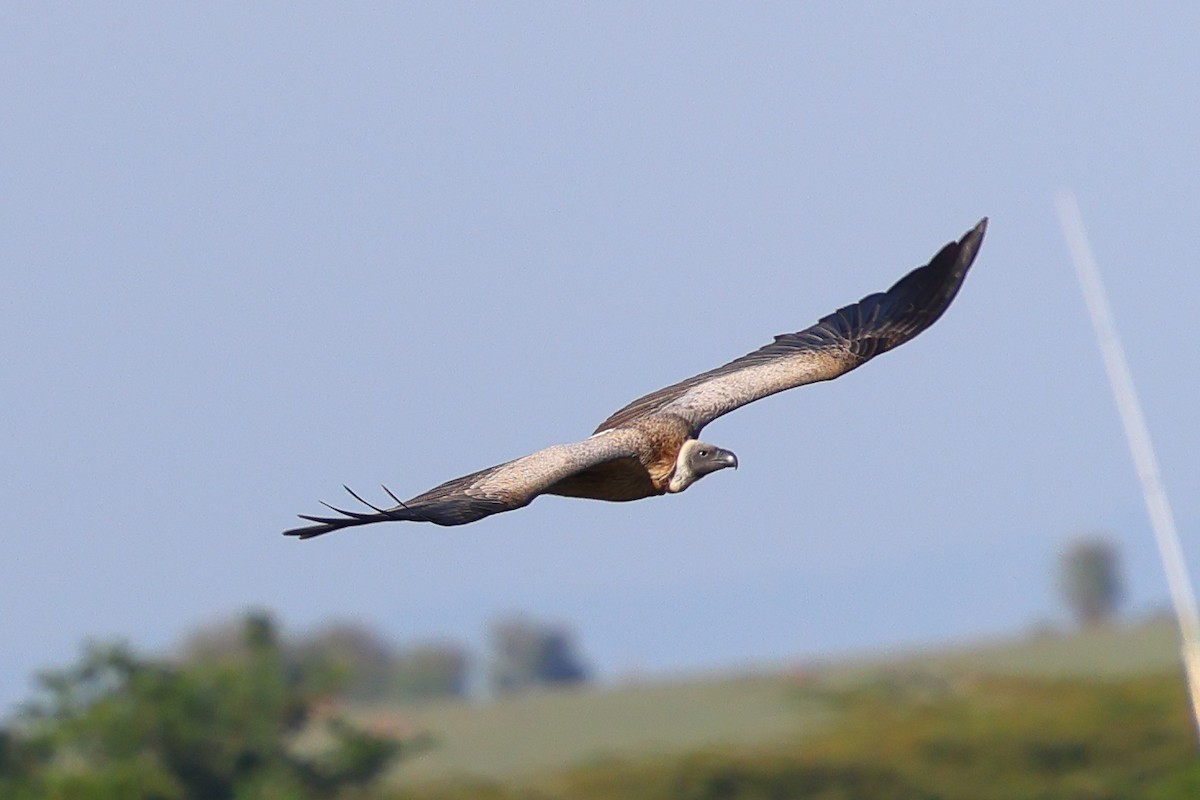 Ak Sırtlı Akbaba - ML647693736