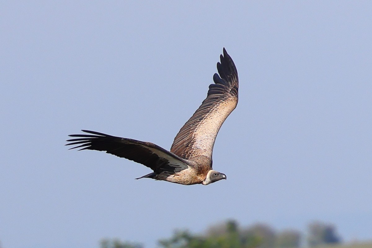 Ak Sırtlı Akbaba - ML647693737