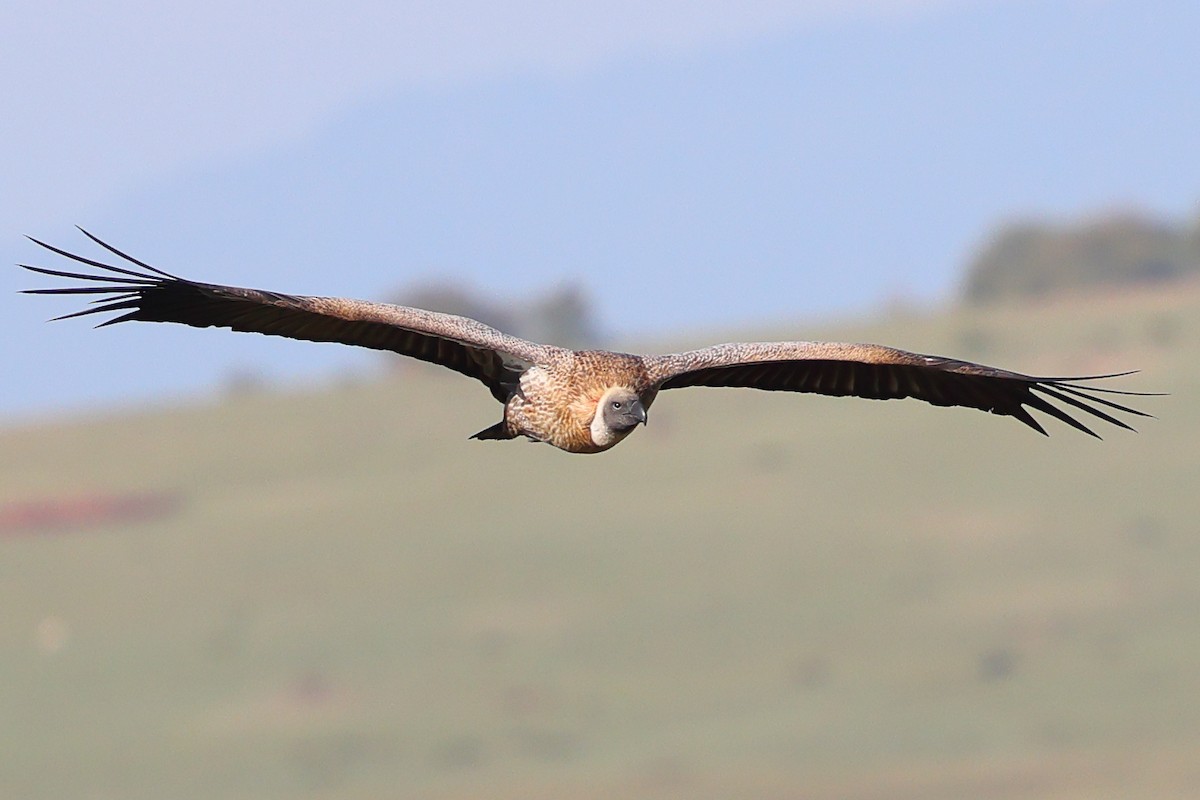 Ak Sırtlı Akbaba - ML647693738