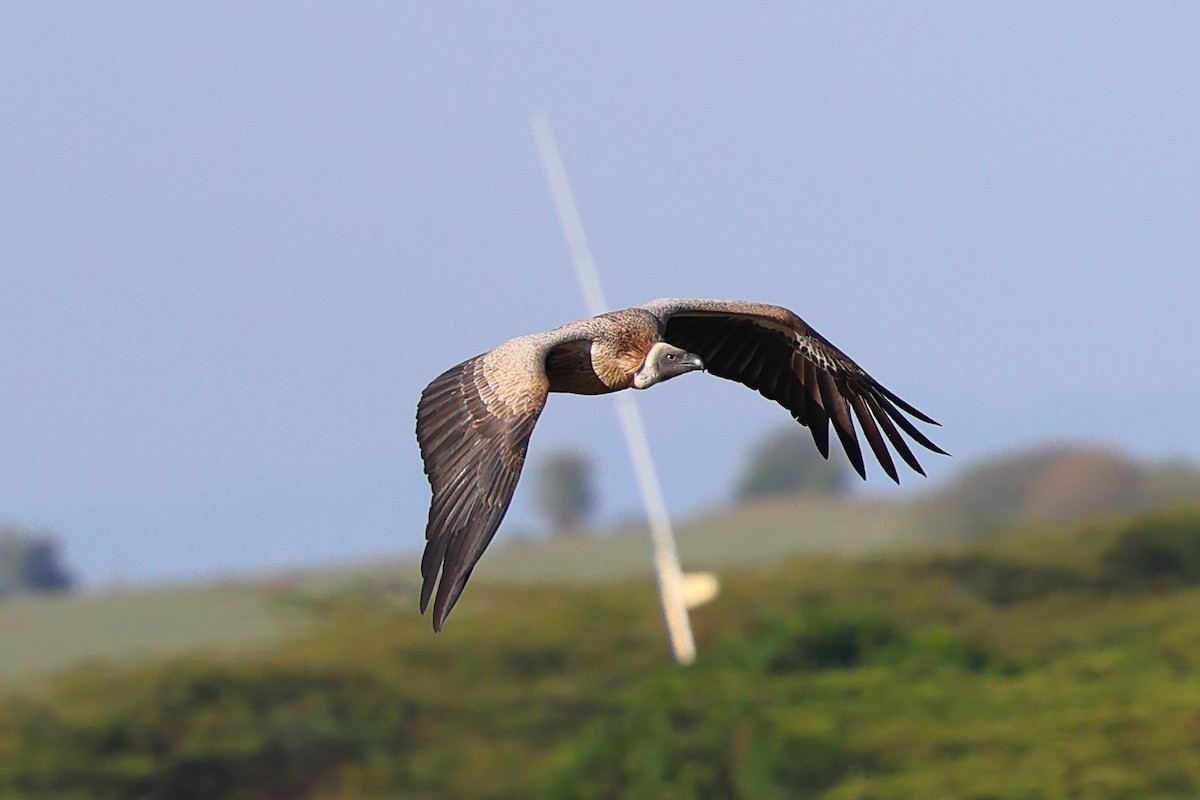 Ak Sırtlı Akbaba - ML647693752