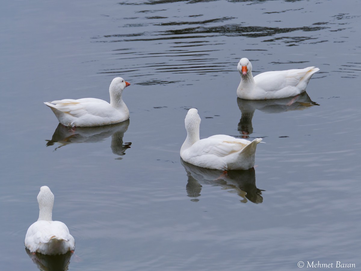 Oie cendrée (forme domestique) - ML647693817