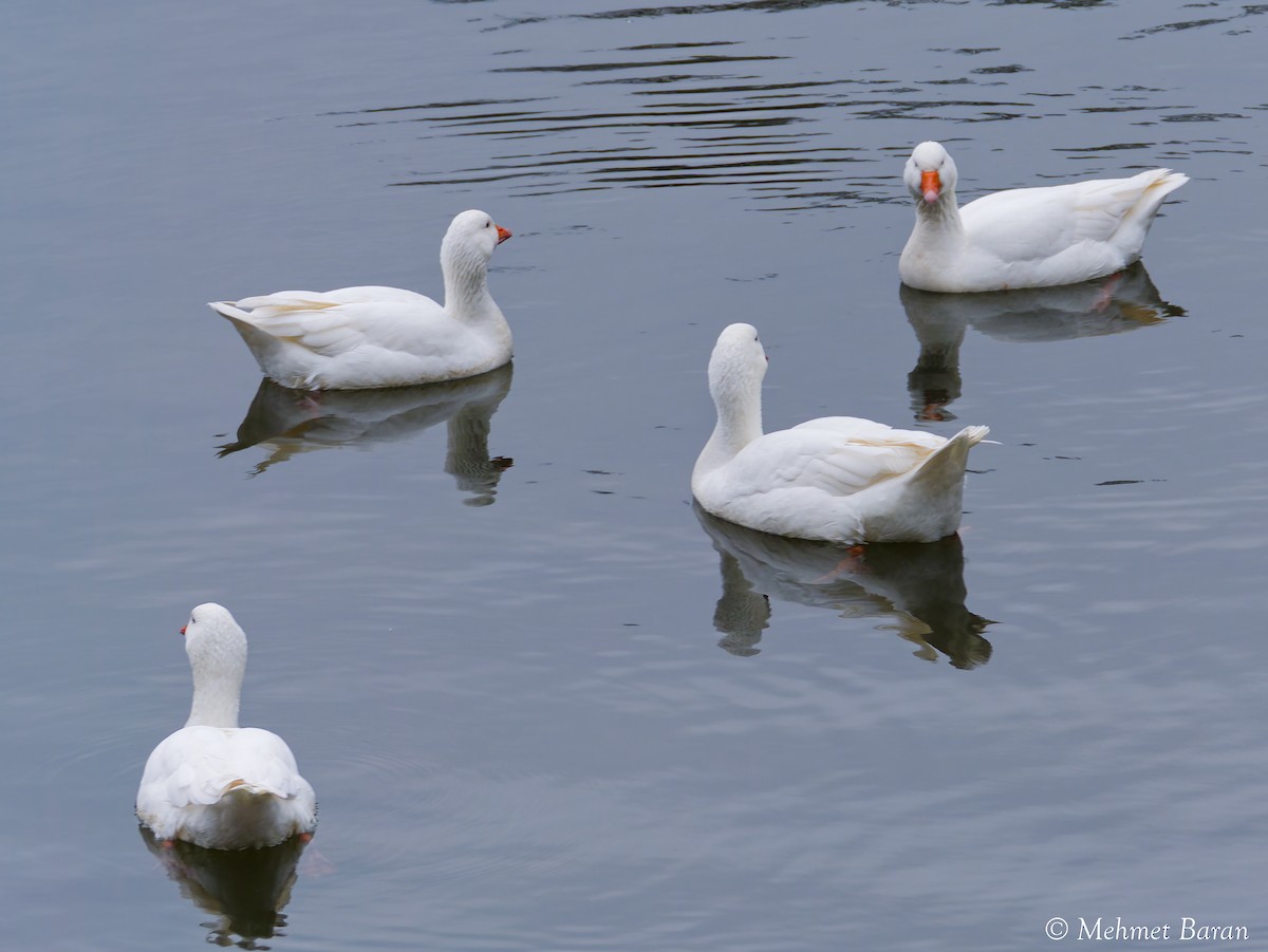 Oie cendrée (forme domestique) - ML647693818