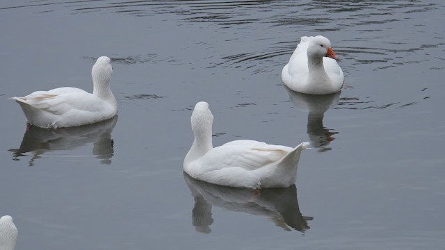 Oie cendrée (forme domestique) - ML647693822