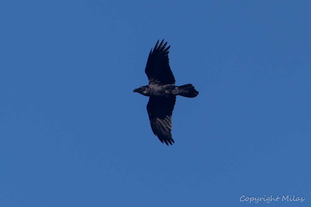 Common Raven - ML647693872