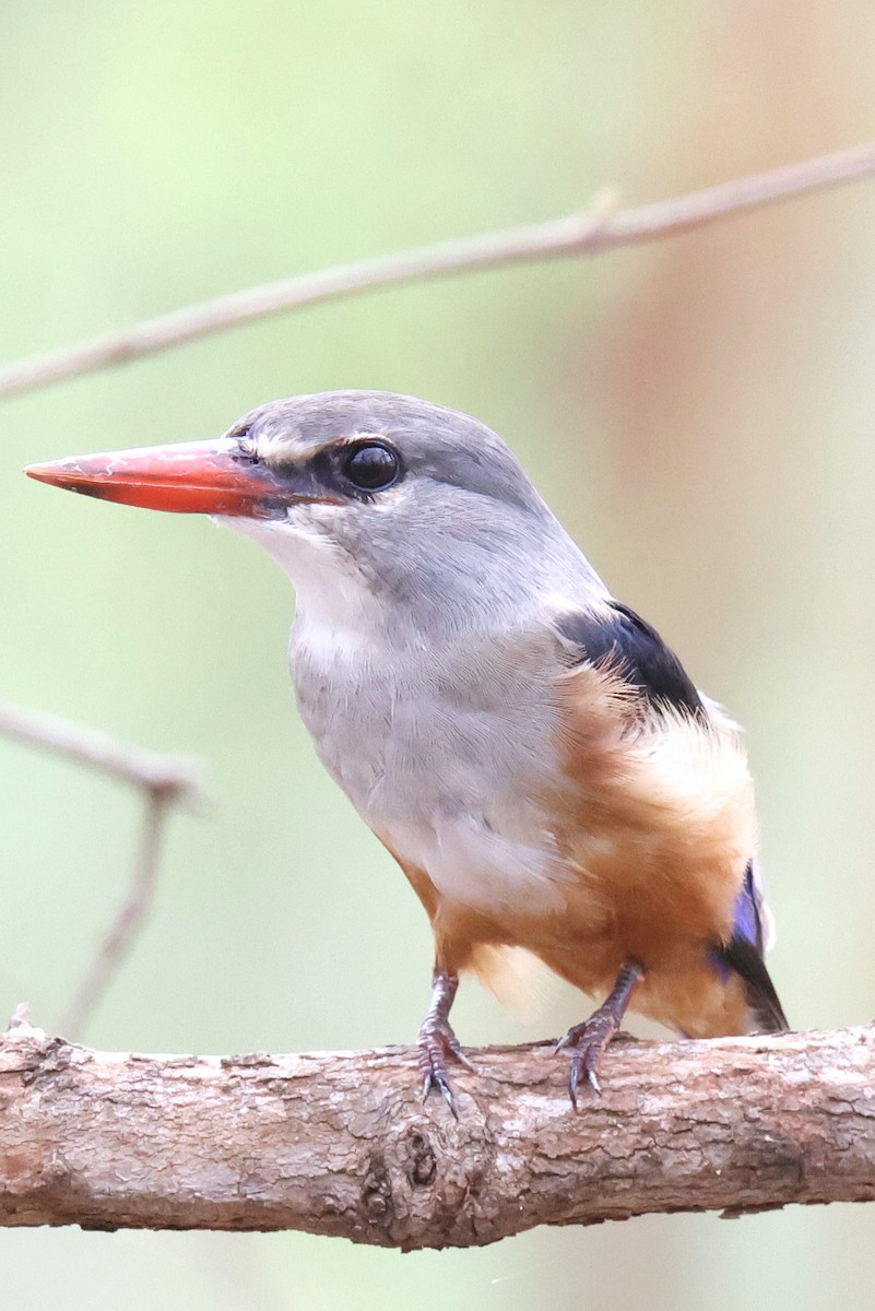 Gray-headed Kingfisher - ML647693880