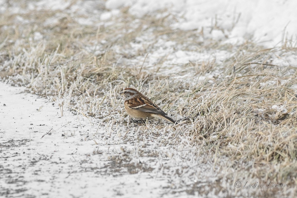 American Tree Sparrow - ML647693892