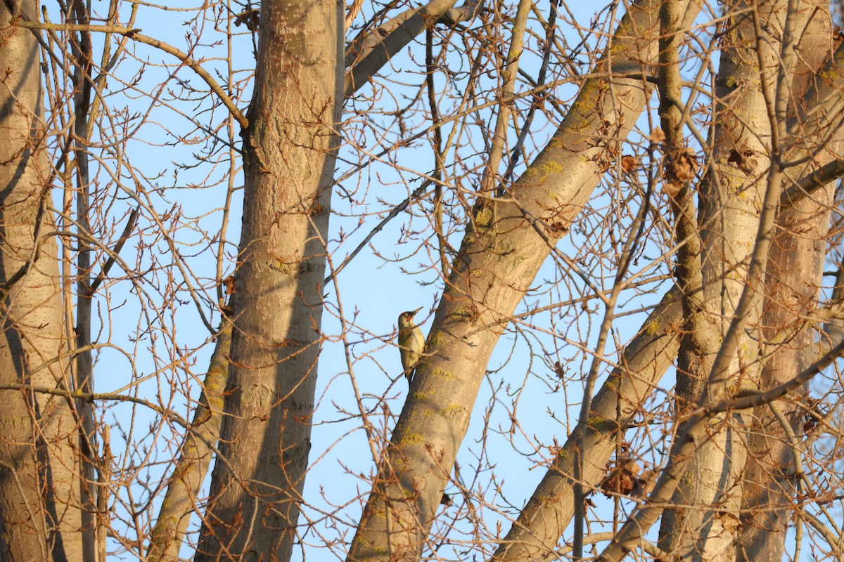 žluna zelená - ML647693927