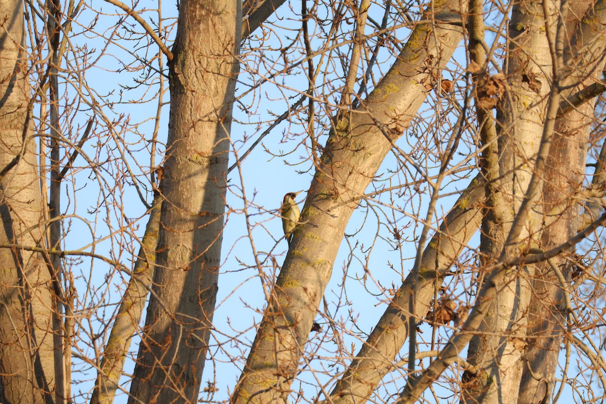 žluna zelená - ML647693928