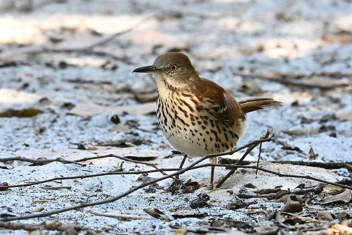 Brown Thrasher - ML647693937