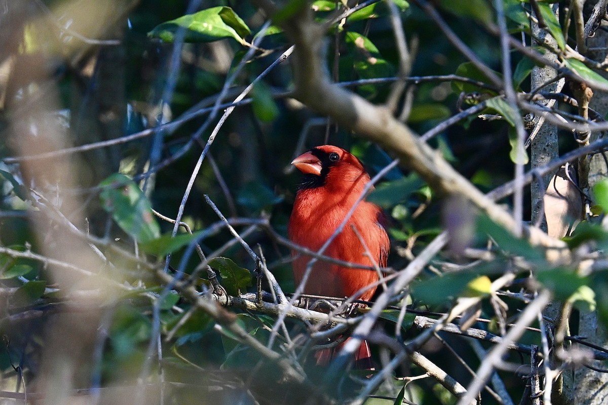 Cardinal rouge - ML647693954