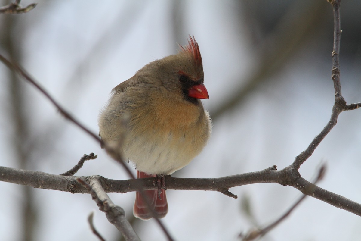 Cardinal rouge - ML647693976