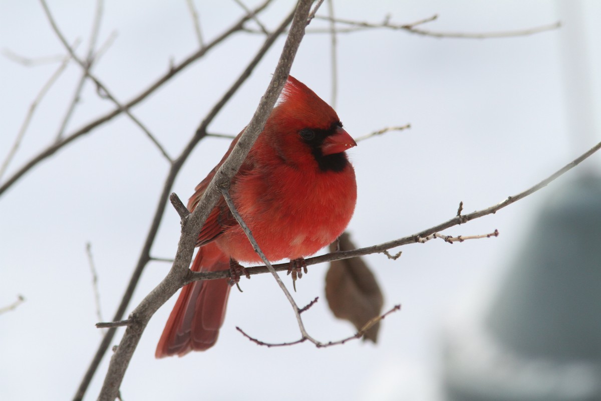 Cardinal rouge - ML647693977