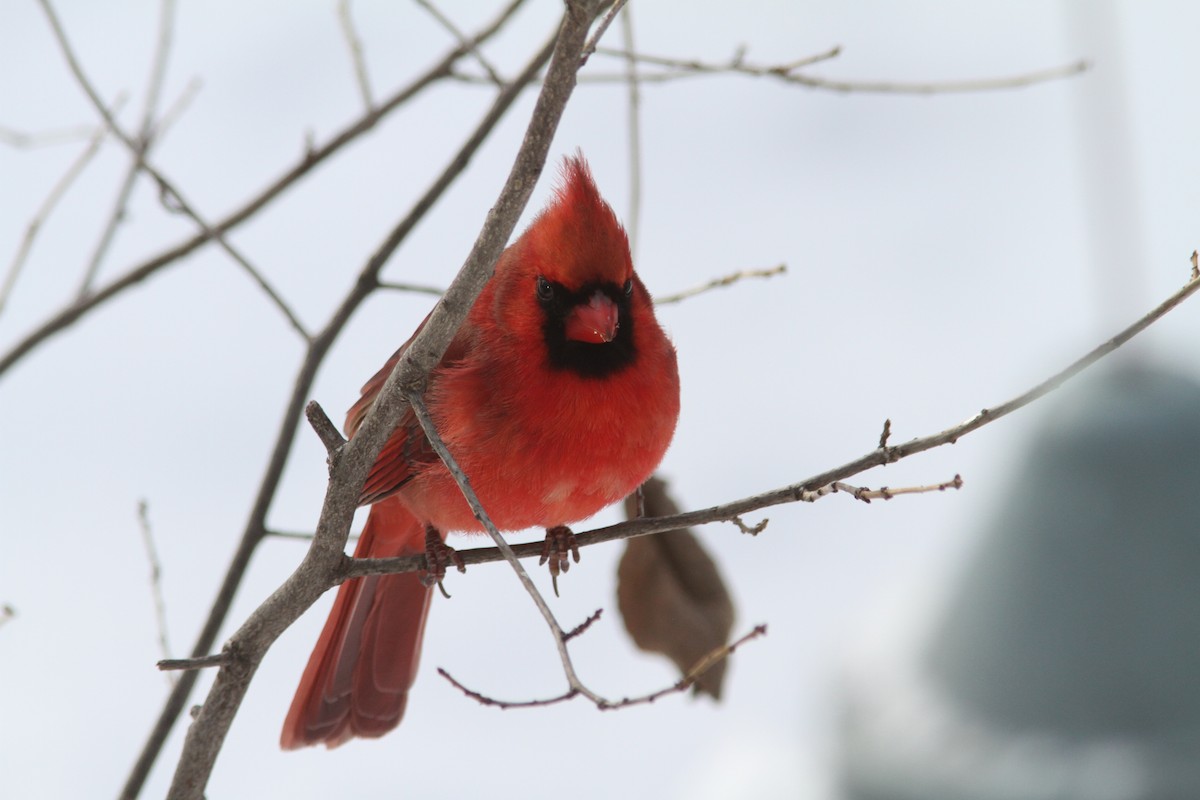 Cardinal rouge - ML647693978