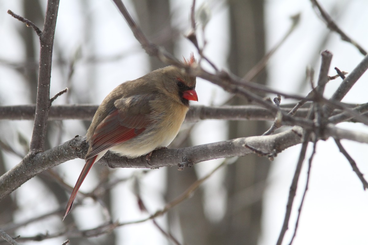 Cardinal rouge - ML647693979