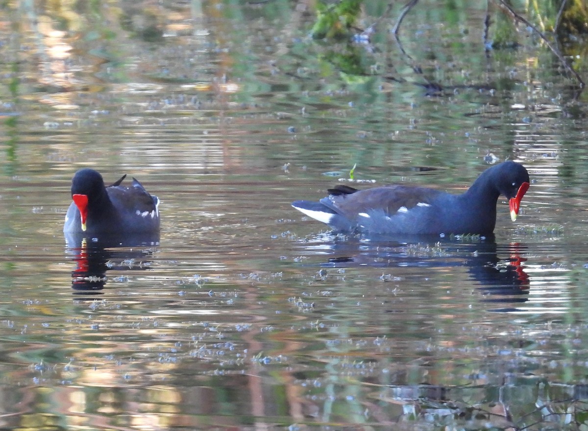 Курочка латиноамериканська - ML647693992