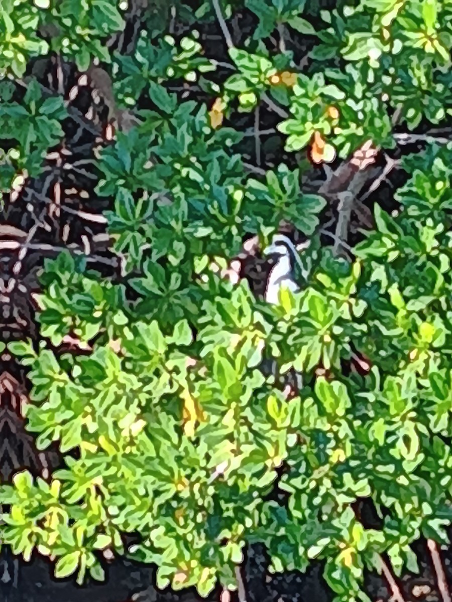 Yellow-crowned Night Heron - ML647694011