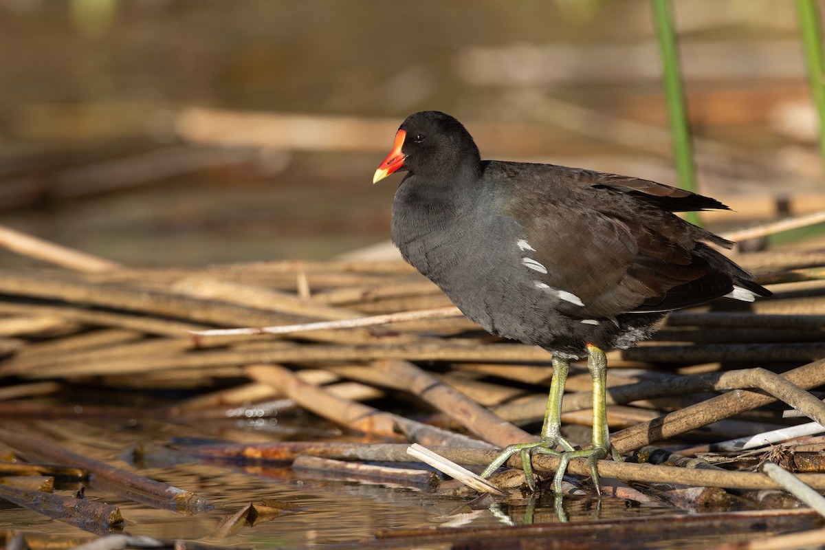 Common Gallinule - ML647694027