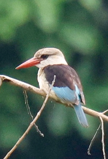 Braunkopfliest - ML647694030