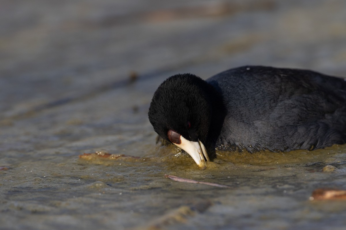 American Coot (Red-shielded) - ML647694034
