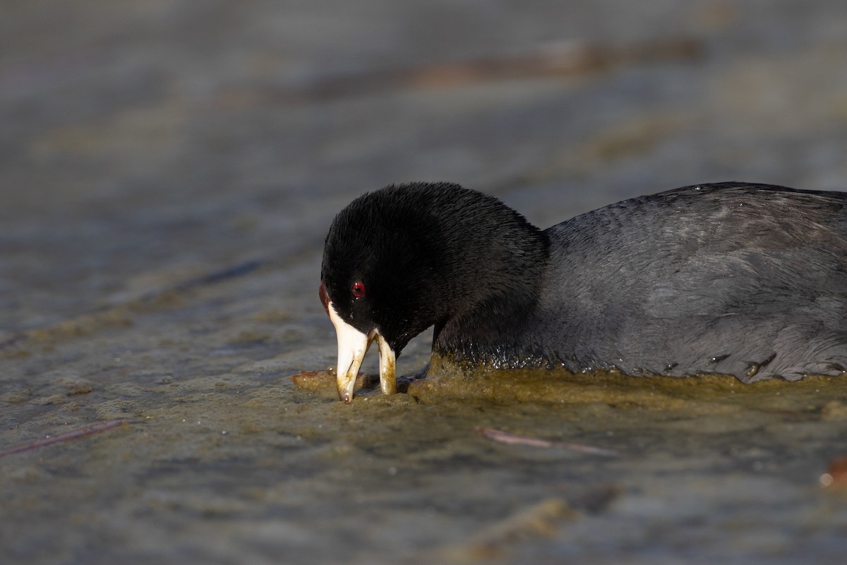 American Coot (Red-shielded) - ML647694035