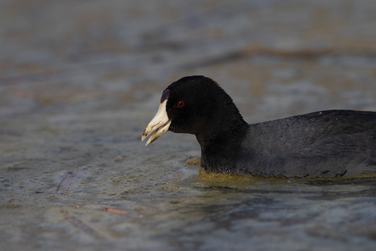 Лиска американська (червонобляшкова) - ML647694036