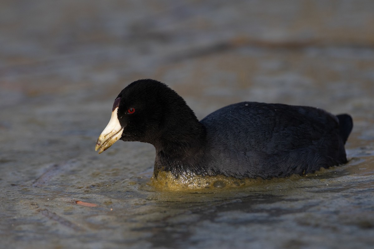 American Coot (Red-shielded) - ML647694037