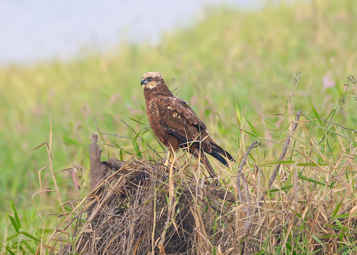 Western Marsh Harrier - ML647694039