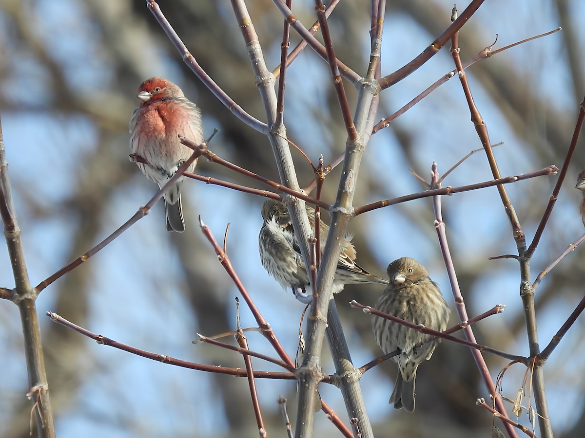House Finch - ML647694041