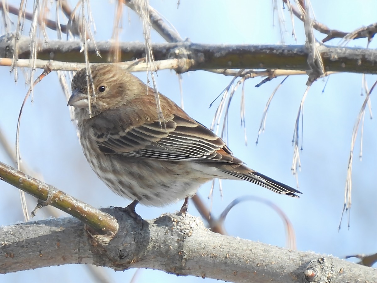 House Finch - ML647694042