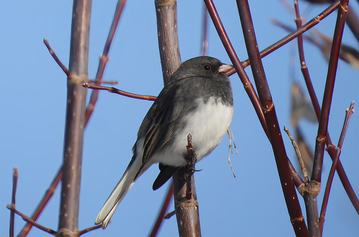 Dark-eyed Junco - ML647694044