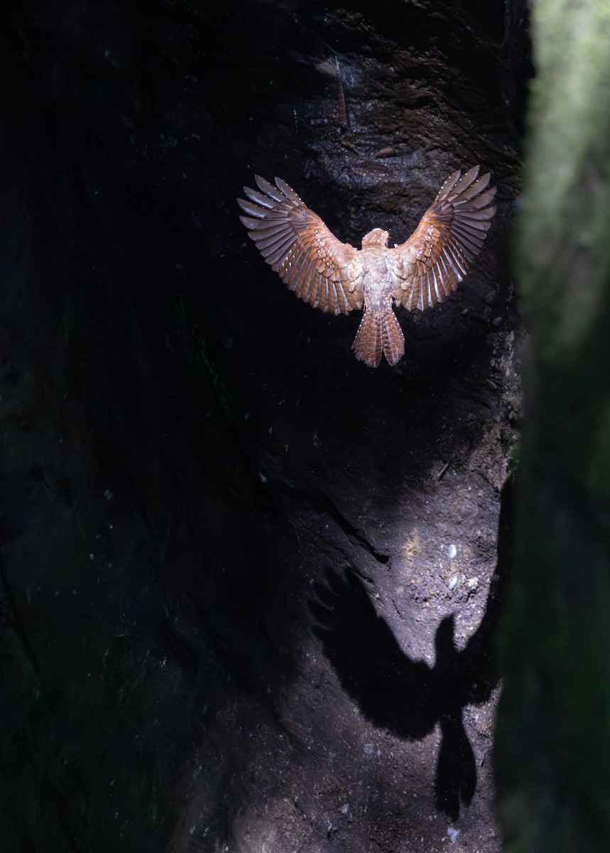 Oilbird - ML647694046