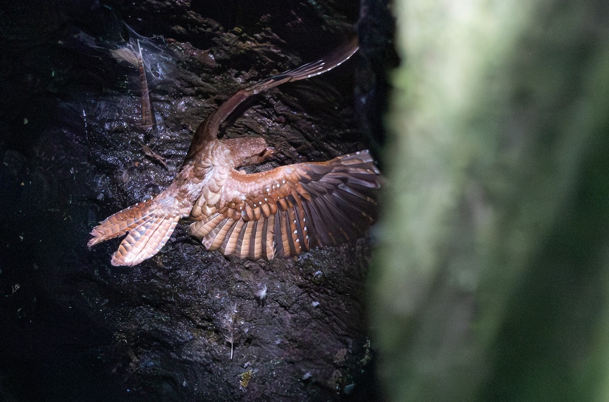 Oilbird - ML647694047