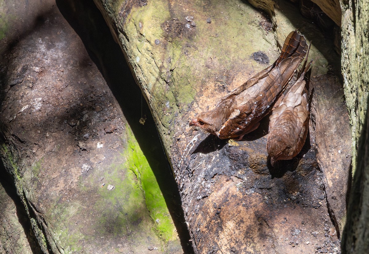 Oilbird - ML647694048