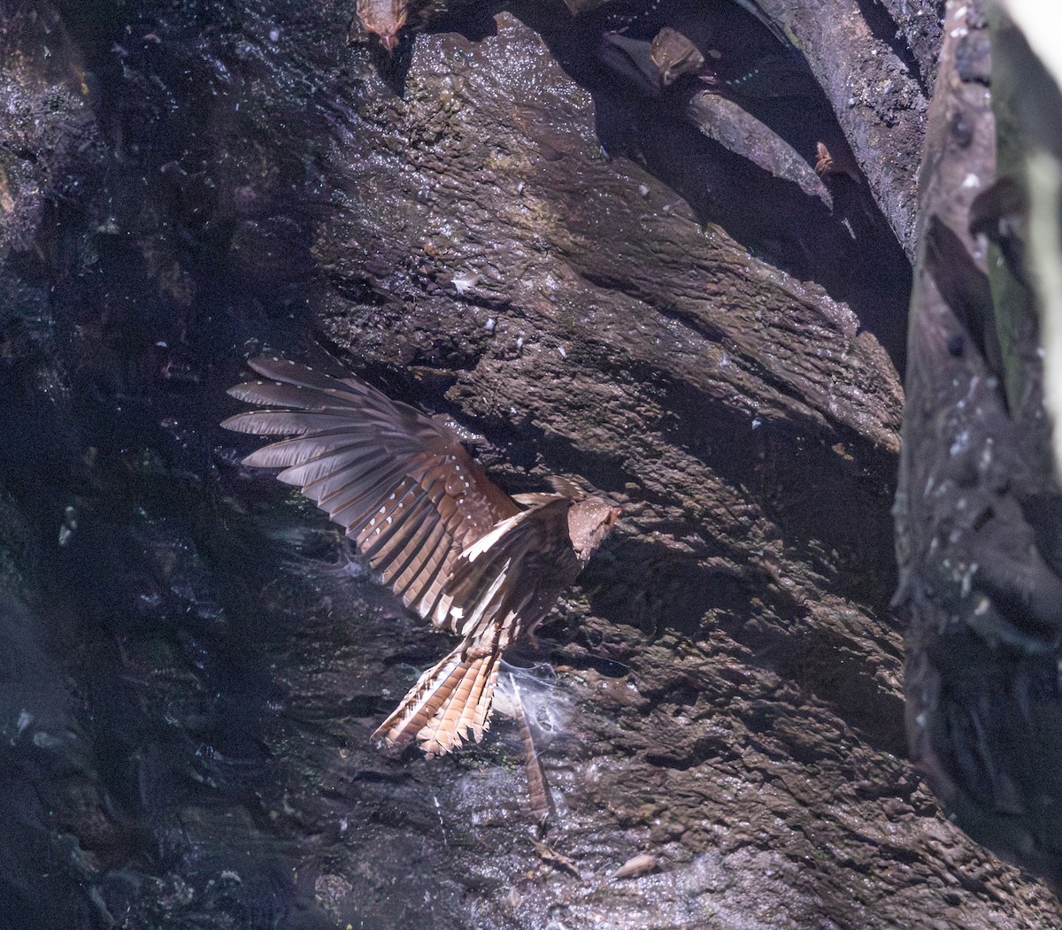 Oilbird - ML647694049