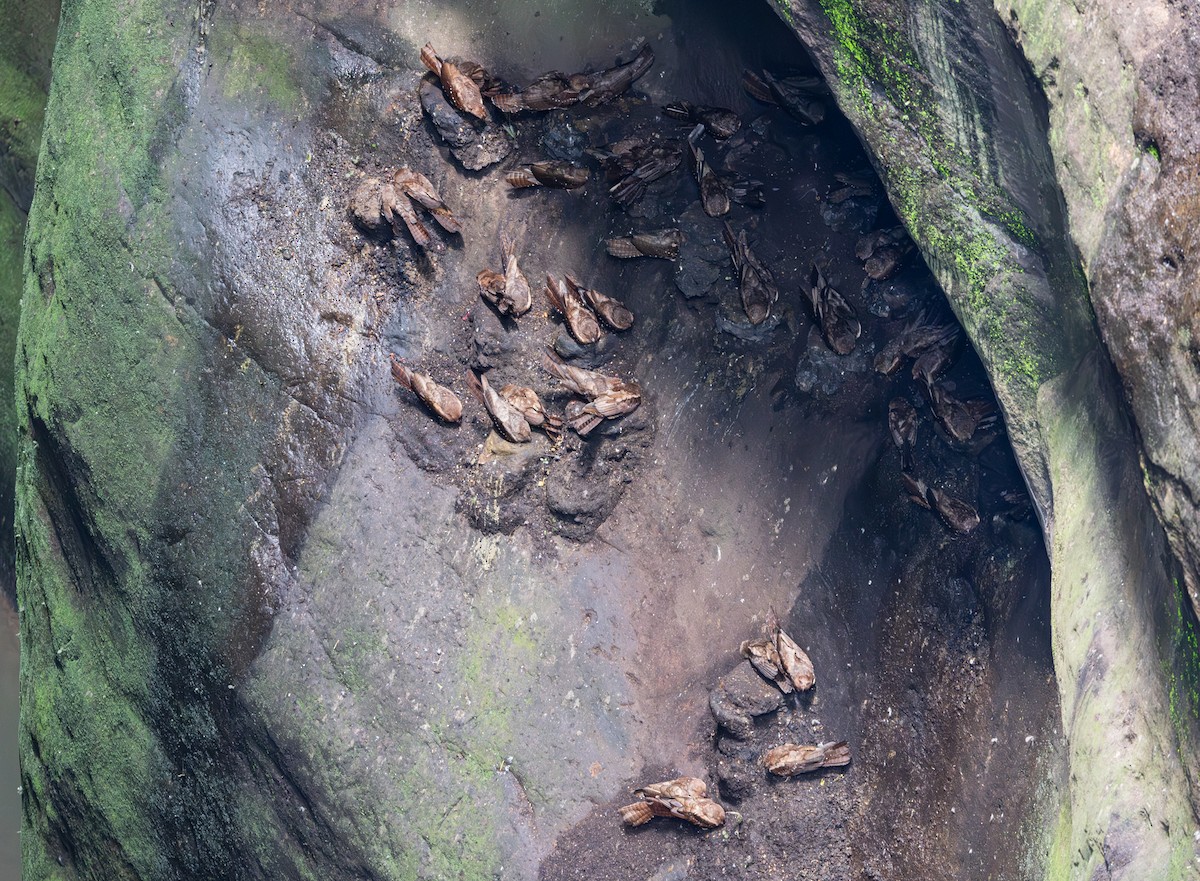 Oilbird - ML647694050