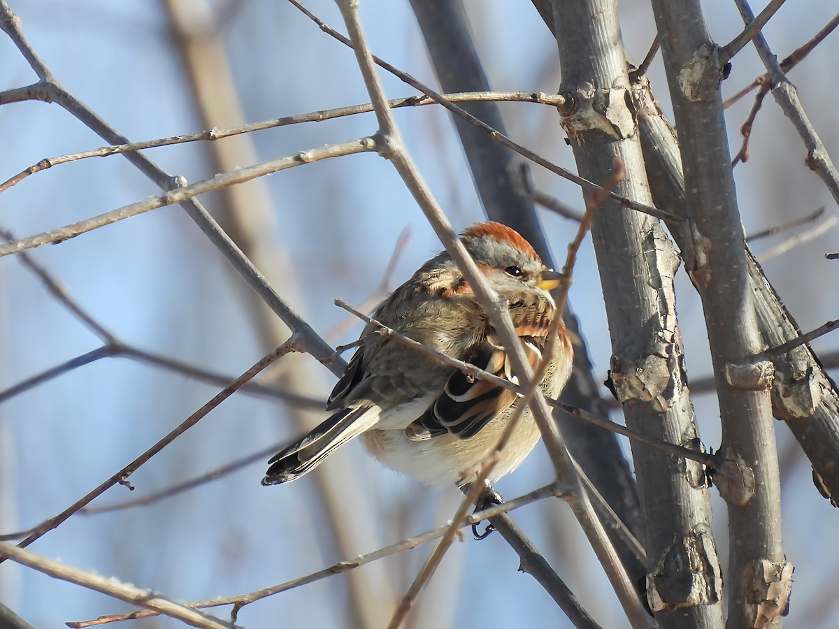 American Tree Sparrow - ML647694051