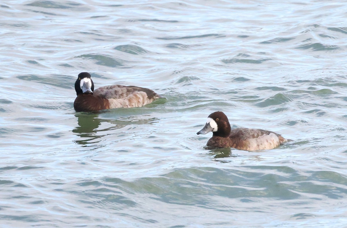 Greater Scaup - ML647694053