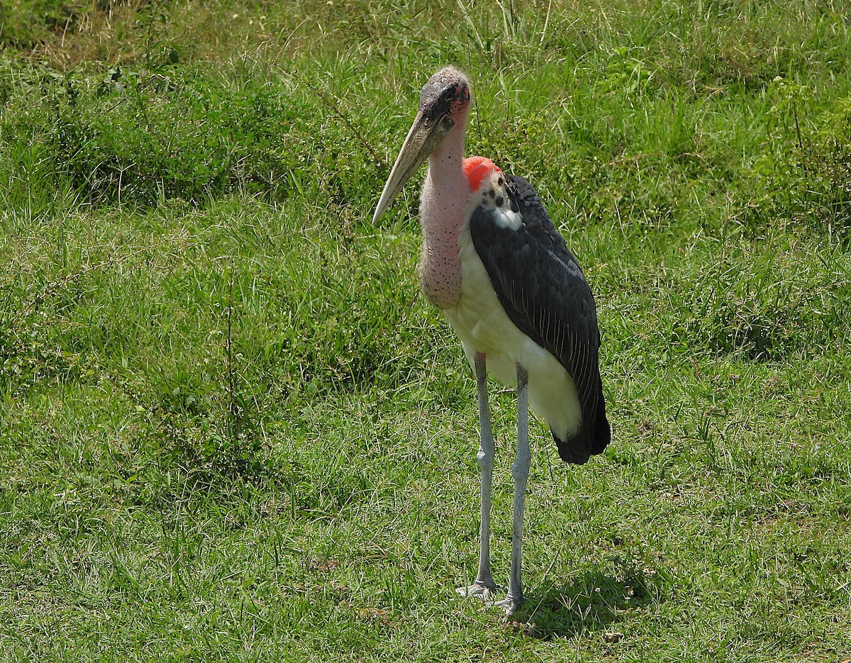 Marabou Stork - ML647694057