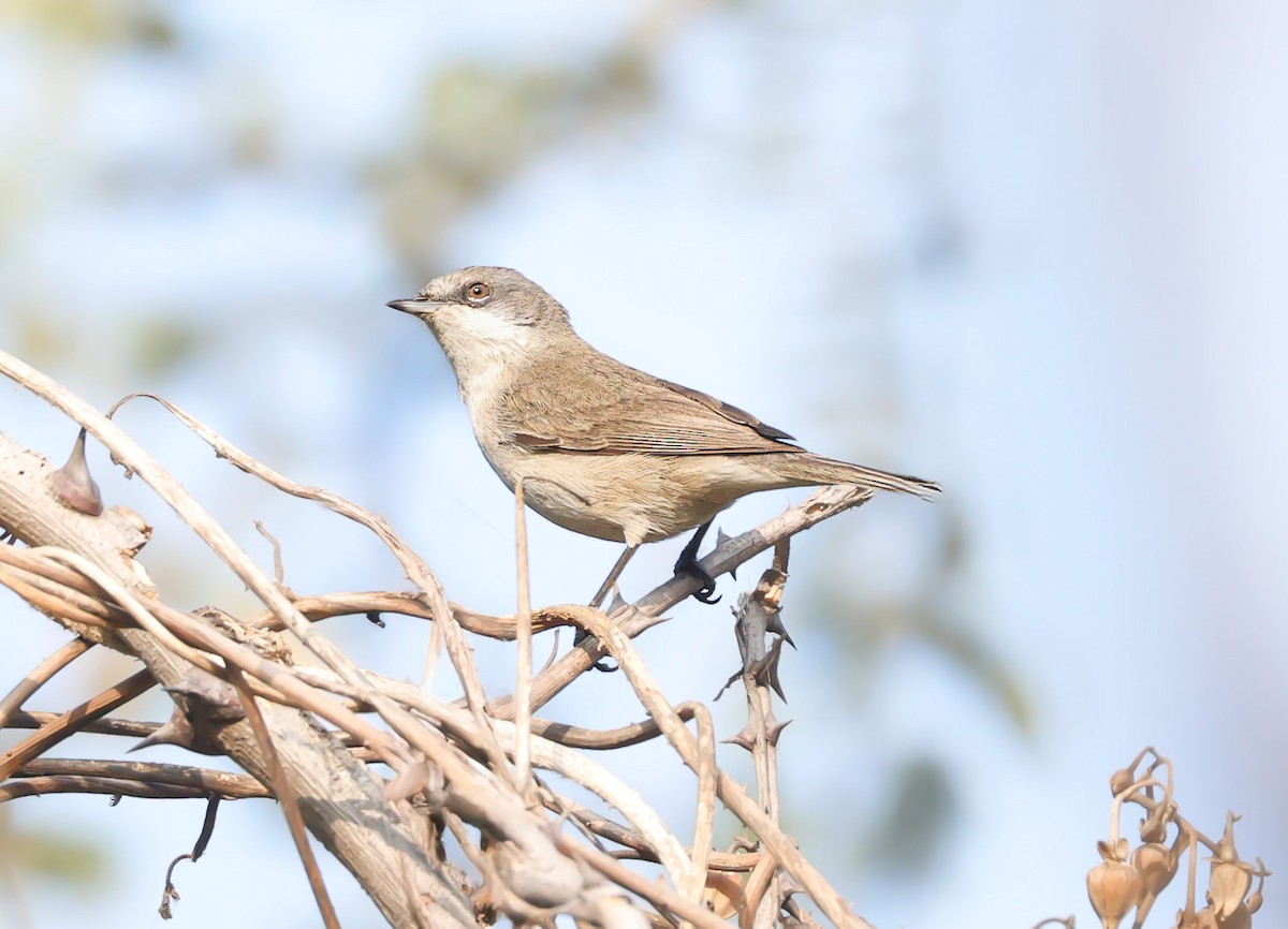 Lesser Whitethroat - ML647694060