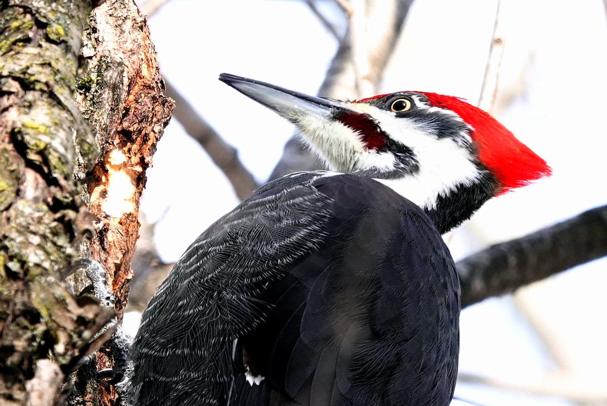 Pileated Woodpecker - ML647694061